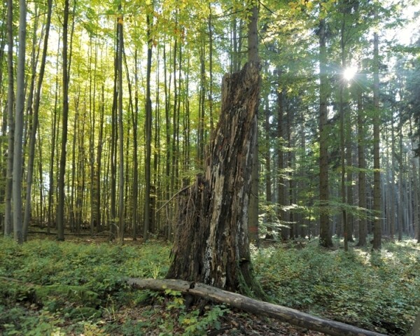 Přírodní rezervace V Klučí (foto 1)