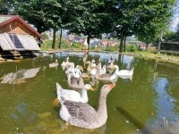 Za zvířátky na Betlém (foto 2)