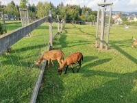 Za zvířátky na Betlém (foto 3)