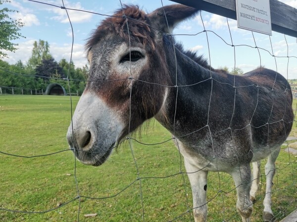 Za zvířátky na Betlém (foto 1)