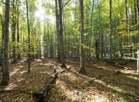 Přírodní rezervace V Klučí (foto 2)