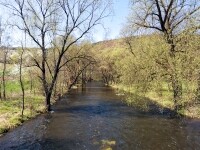 K moři bledulek (foto 6)