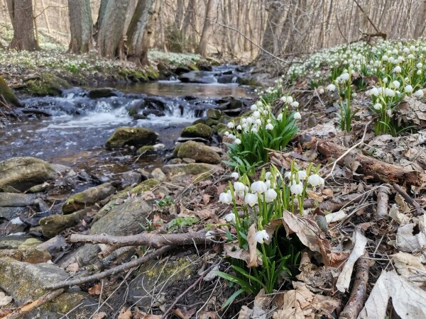 K moři bledulek (foto 1)
