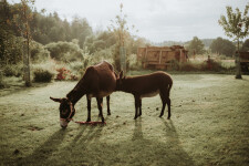 HOSPODÁŘSKÝ DVŮR BOHUSLAVICE (foto 11)