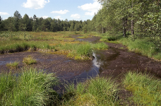 Naučná stezka Dářská rašeliniště (foto 3)