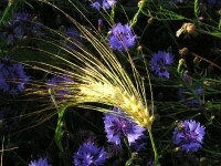 Naučná stezka Mozaika krajiny (foto 5)