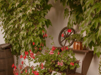 Rotunda U Václava (foto 11)