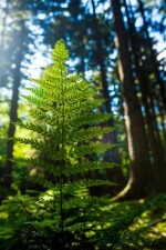 Geoparkem Vysočina na Javořici (foto 2)