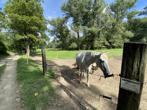 Po stopách koní okolím Velkého Meziříčí (foto 1)