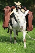 Kozí stezka – Kozí spolek (foto 3)