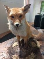 Zvýhodněná návštěvnická vstupenka (foto 2)