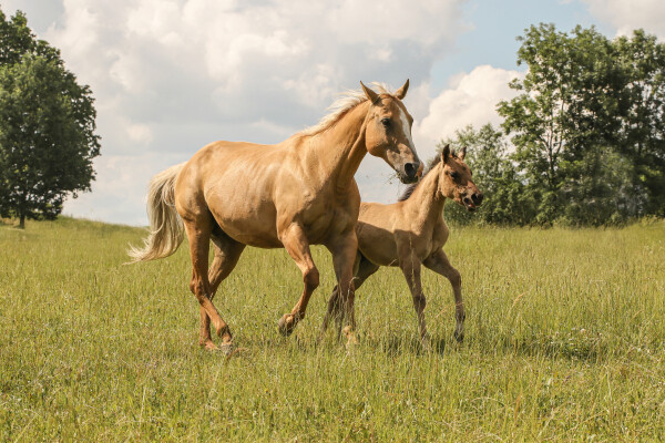 Ranč Na Špici (foto 1)