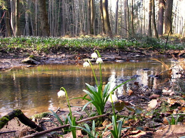 Naučná stezka Ranské polesí (foto 1)