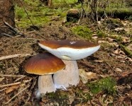 Naučná stezka Ranské polesí (foto 4)