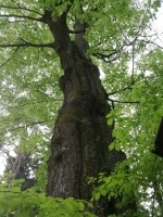 Naučná stezka Ranské polesí (foto 9)