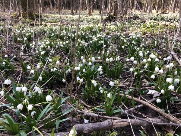 Vydejte se za bledulemi na Staré Ransko (foto 1)
