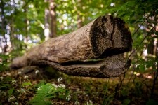 Vydejte se od Třeště po Naučné stezce Špičák (foto 2)