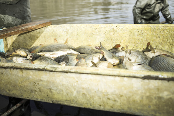 Žďárský kapr (foto 1)