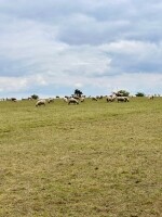 Mohelenská hadcová step (foto 5)