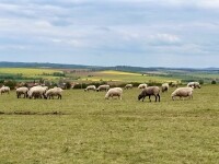 Mohelenská hadcová step (foto 6)