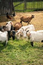 Za zvířátky na Jaroměřicko (foto 3)