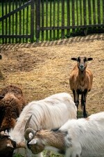 Za zvířátky na Jaroměřicko (foto 4)