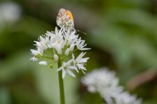 Přírodní park Rokytná (foto 3)