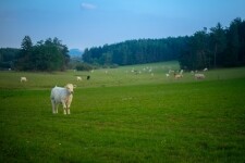 Příroda Třebíčska (foto 5)