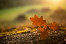 Příroda Třebíčska (foto 6)