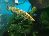 Městské muzeum Bystřice nad Pernštejnem (foto 17)