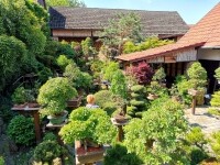 Japonská kamenná zahrada (foto 5)