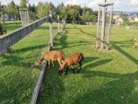 Zookoutek Nové Město na Moravě (foto 2)