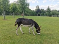 Zookoutek Nové Město na Moravě (foto 3)