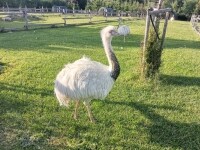 Zookoutek Nové Město na Moravě (foto 4)