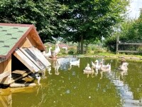 Zookoutek Nové Město na Moravě (foto 5)