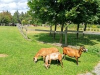 Zookoutek Nové Město na Moravě (foto 6)