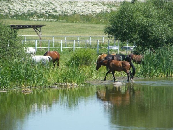 Jezdecká stáj Granus Stránecká Zhoř (foto 1)