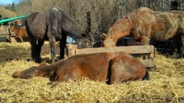 Stáj Batelov Jelínková (foto 2)