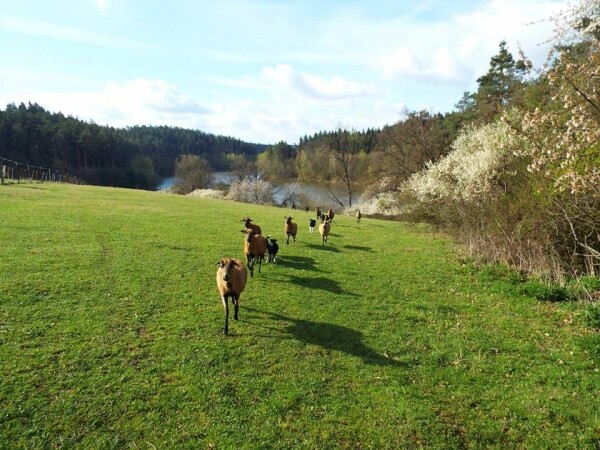Smolův mlýn (foto 1)