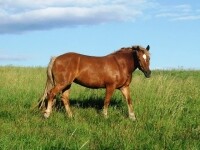 Smolův mlýn (foto 2)