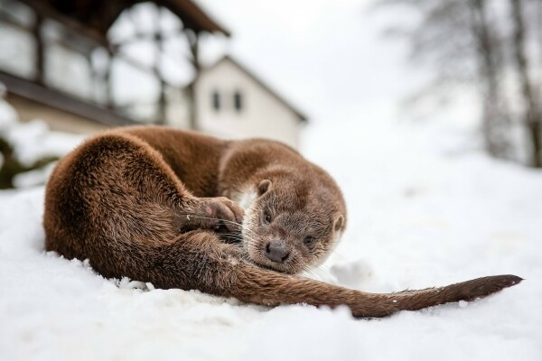 Z Pavlova pochází Vydrýsek (foto 1)