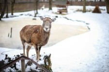 Z Pavlova pochází Vydrýsek (foto 4)