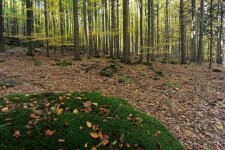 Přírodní rezervace V Klučí (foto 3)