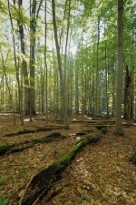 Přírodní rezervace V Klučí (foto 4)