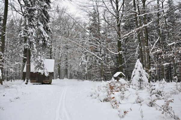 Běžecké lyžařské trasy na Ždírecku (foto 1)