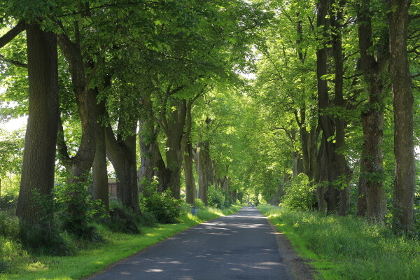 Chráněná alej u Starého Ranska (foto 1)
