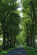 Chráněná alej u Starého Ranska (foto 2)