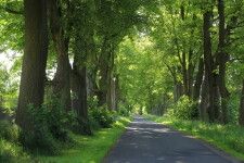 Chráněná alej u Starého Ranska (foto 3)