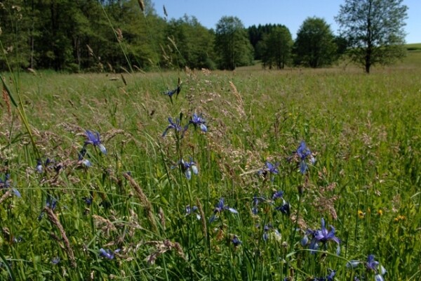 Přírodní rezervace Hroznětínská louka a olšina (foto 1)