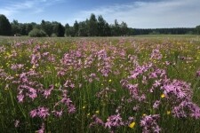 Přírodní rezervace Niva Doubravy (foto 2)